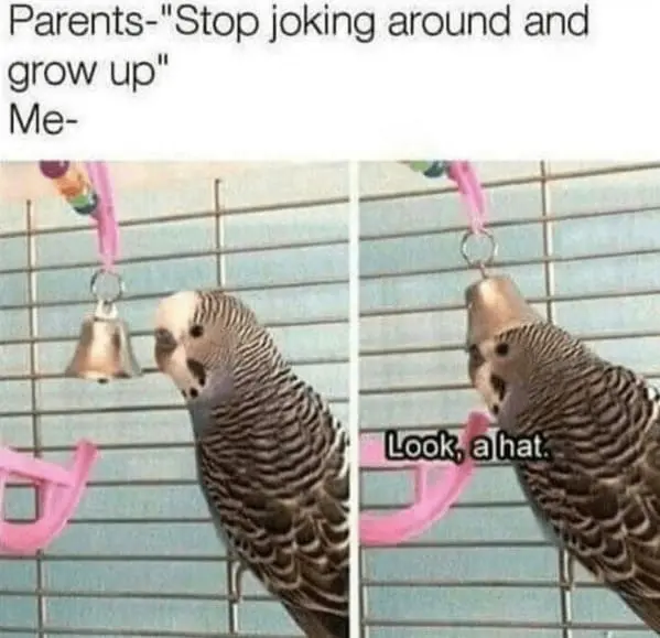 Family memes Parents-"Stop joking around and grow up" Me- Look, a hat.