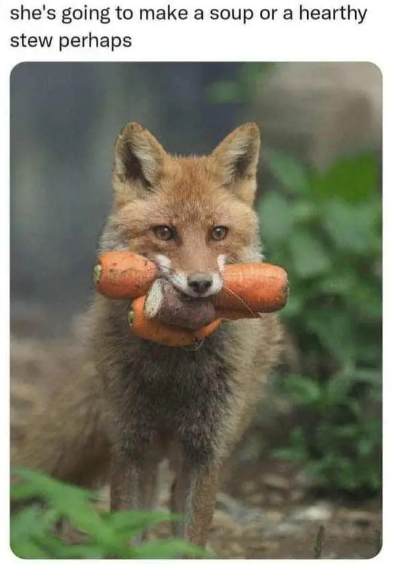 classic memes, best memes, Internet Culture, Digital Nostalgia, Timeless Internet Humor, Iconic Online Jokes, old Memes