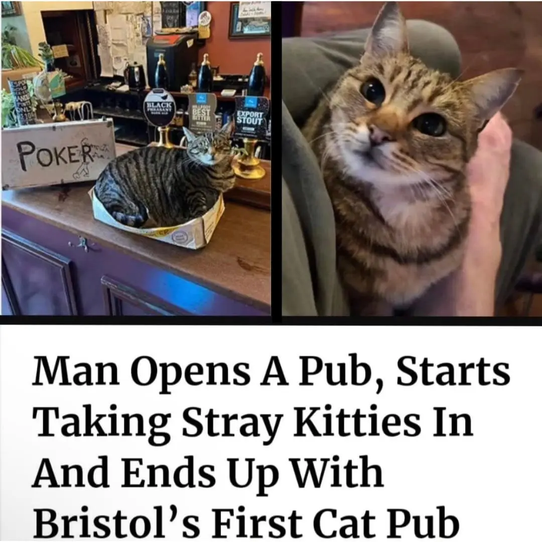 wholesome memes, dudes posting their wins, uplifting content, feel-good memes, positive vibes, heartwarming memes, cheerful images, inspiring humor