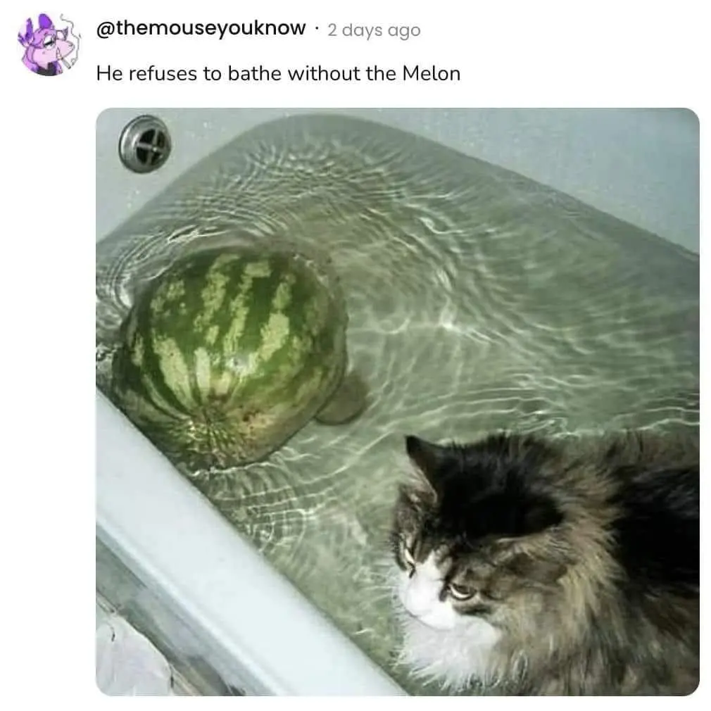 meme dump, funny memes, hilarious memes, lunch break memes, internet humor, meme collection, daily memes