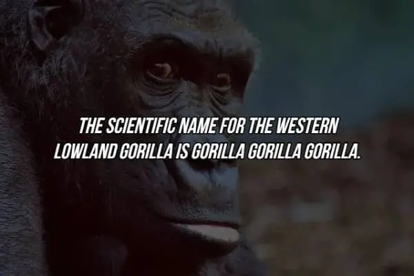 Taxonomy meme showing the repetitive scientific name for the western lowland gorilla species.