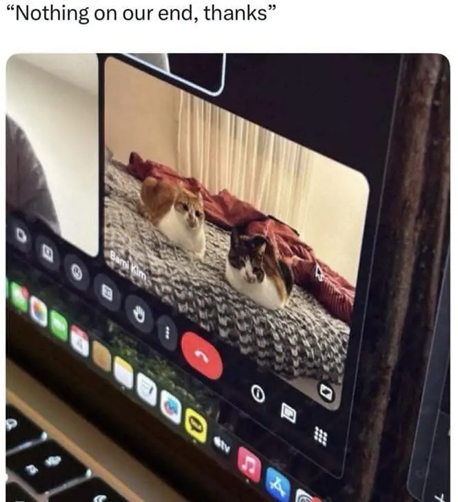 A wholesome classic meme of a video conference call interface. While other participants show faces, one window labeled "Bami Kim" shows two cats sitting perfectly still like loaves of bread on a textured blanket, captioned: "Nothing on our end, thanks."