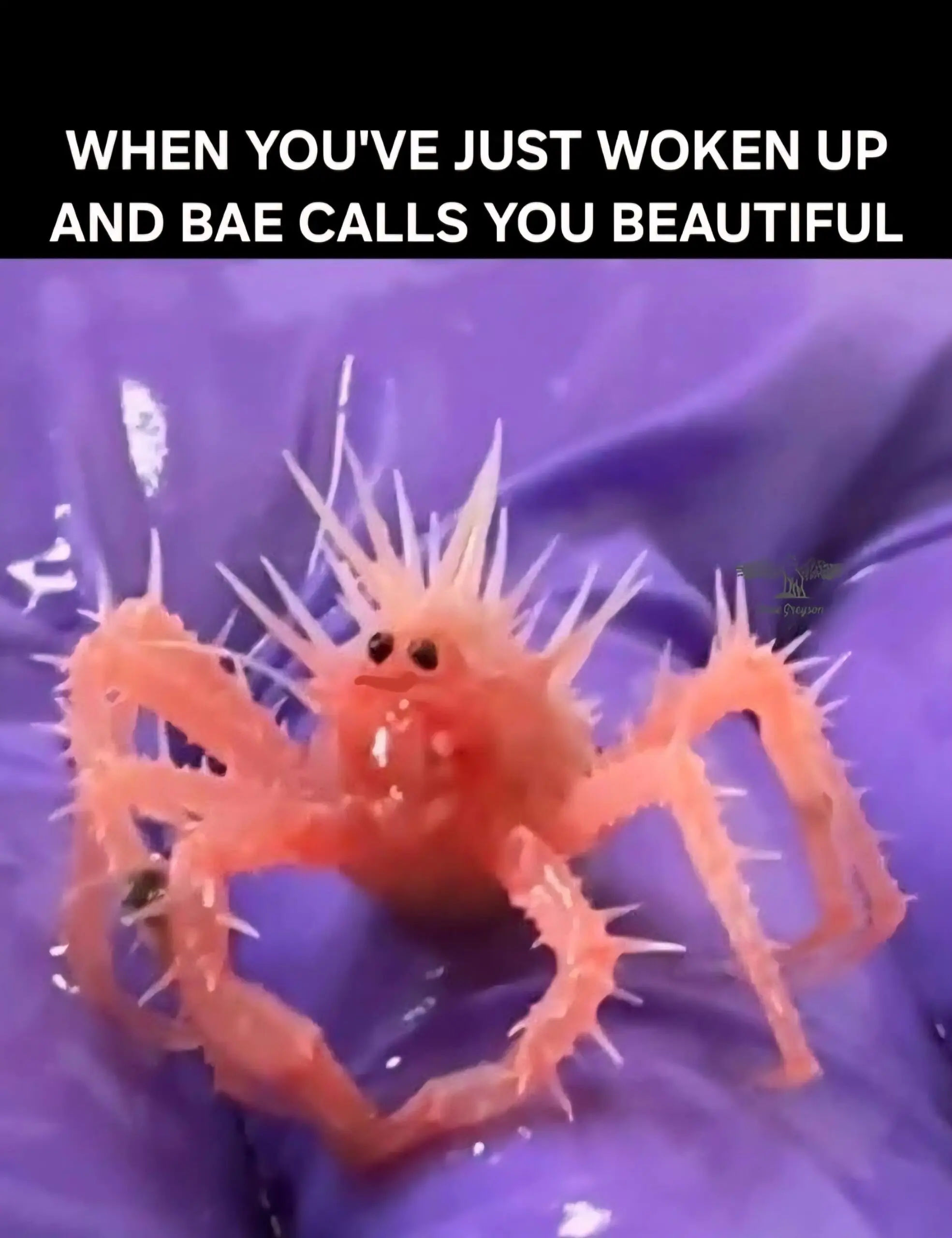 A chaotic classic meme showing a deep-sea spiky pink crab with googly eyes and a tiny red mouth edited onto its shell. The caption perfectly captures the "just woke up" energy: "WHEN YOU'VE JUST WOKEN UP AND BAE CALLS YOU BEAUTIFUL."