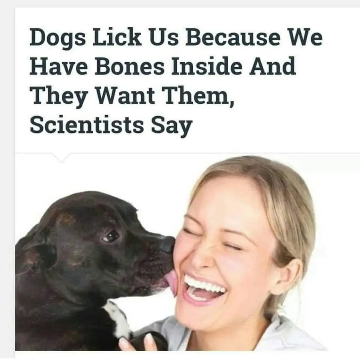 A cursed-fact classic meme featuring a stock photo of a dog licking a woman’s face. The headline above it claims, "Dogs Lick Us Because We Have Bones Inside And They Want Them, Scientists Say," turning a cute gesture into a creepy biological motive.