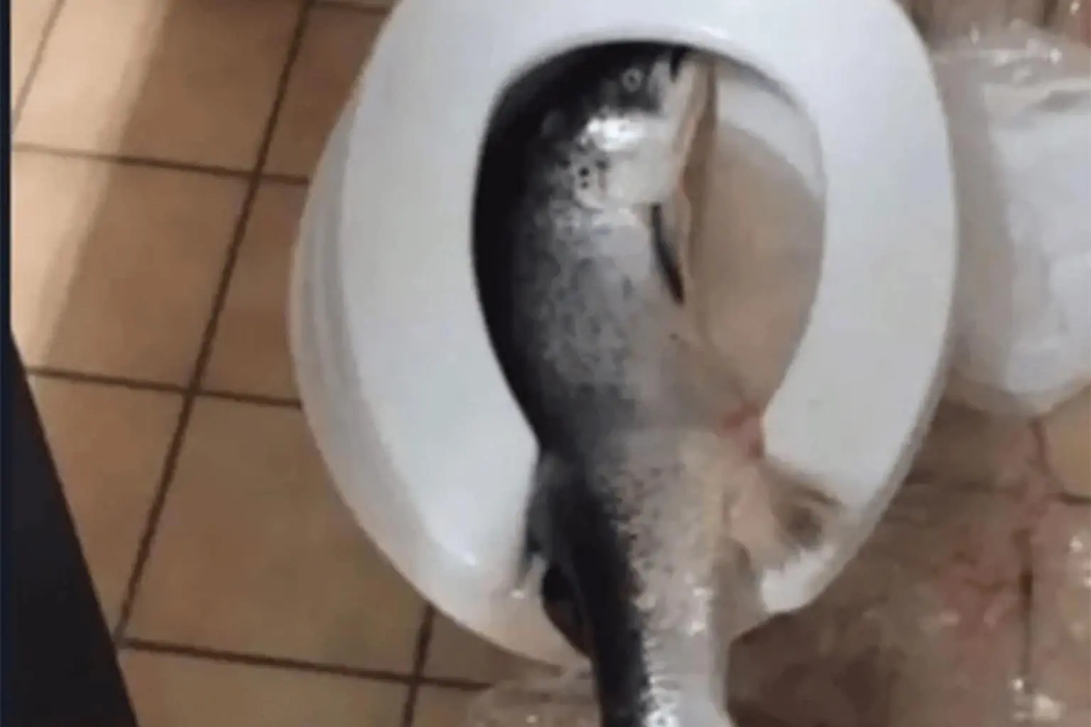 A classic memes dump including a fake German Zelda logo titled "DAS FLUTEN DUTEN," a tearful Big Ed representing the struggle of introverts during school attendance, and a dedicated gaming fan identifying a specific industrial trash can model in the GTA 6 trailer.