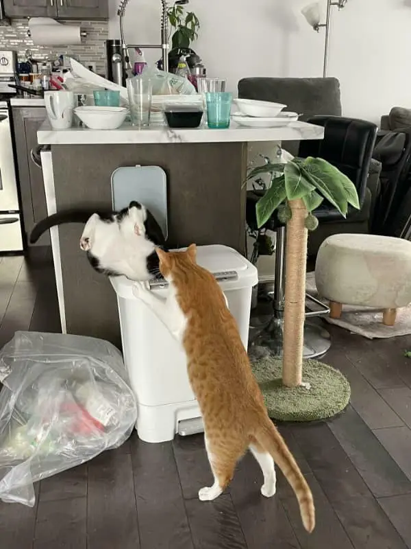 A chaotic kitchen scene where a black-and-white cat is found head-first and upside down in a white trash bin, while an orange tabby looks on in confusion, embodying a truly desperate if I fits I sits attempt.
