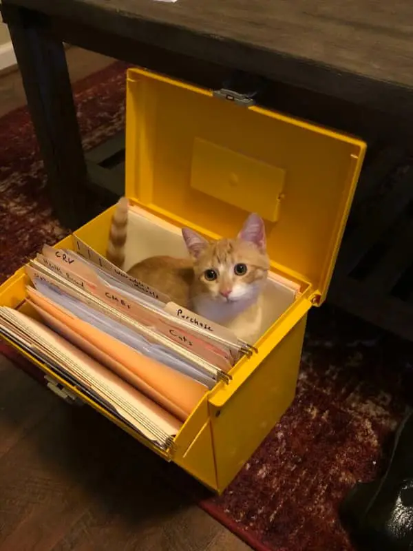 An adorable ginger kitten becomes a permanent file, sitting snug between hanging folders in a bright yellow storage bin, completing this funny cat picture series.