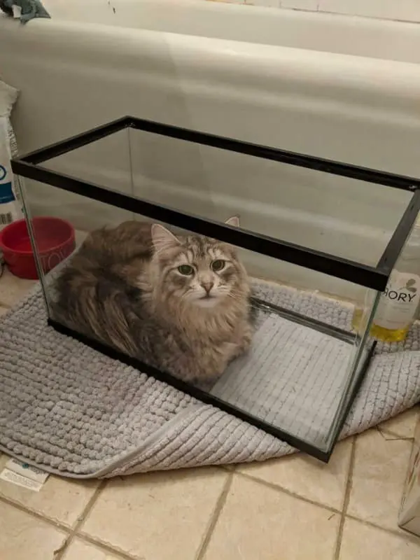 A funny cat picture of a long-haired grey tabby who has claimed an empty glass aquarium as its new transparent fortress, lounging comfortably against the cool glass walls.