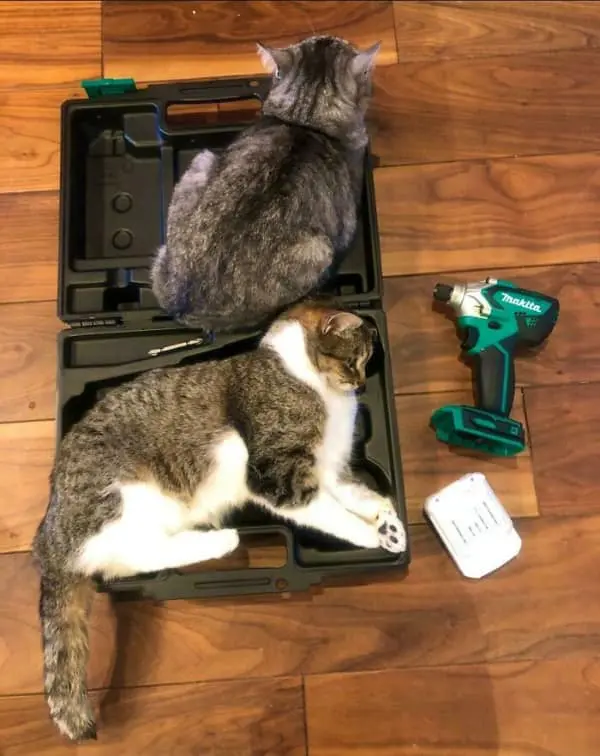 A funny cat picture featuring two determined tabbies who have successfully colonized a black plastic power tool case, proving that construction zones are actually just cat beds.