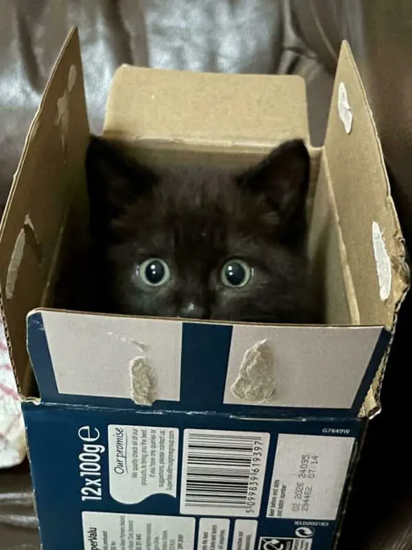 A funny cat picture of a tiny, wide-eyed black kitten peeking out from the top of a small cardboard grocery box, proving that even the smallest spaces are fair game.