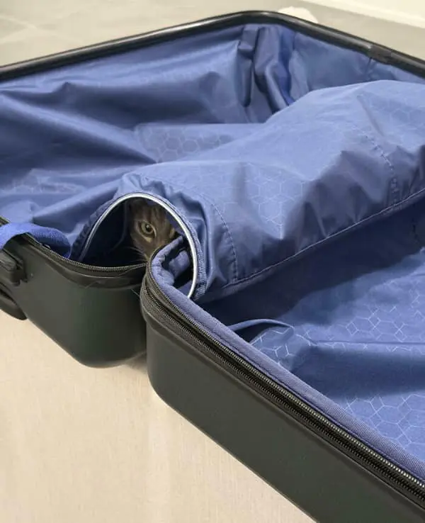A sneaky funny cat picture of a grey tabby peeking out from the inner lining of an open blue suitcase, ready to be "accidentally" packed for the next vacation.