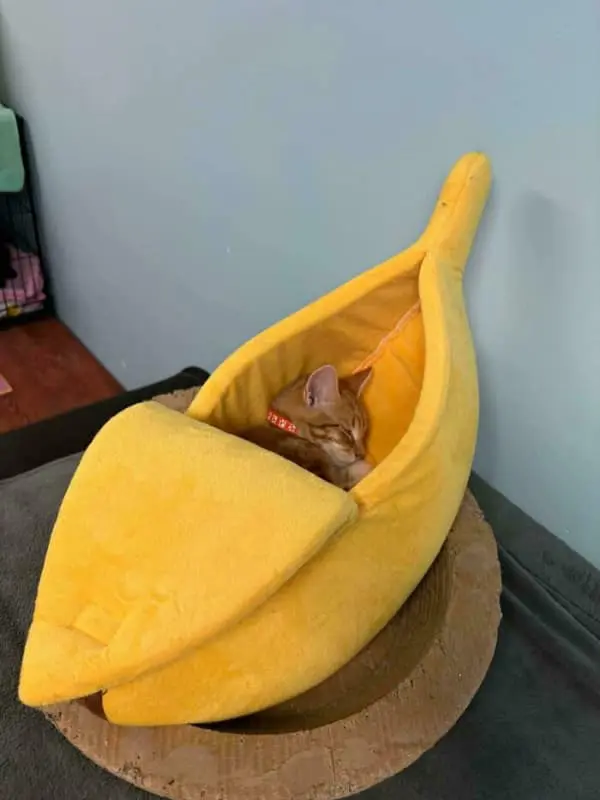 A sweet if I fits I sits moment where a ginger kitten sleeps soundly inside a large, plush yellow banana bed that’s perfectly "peeled" for maximum comfort.
