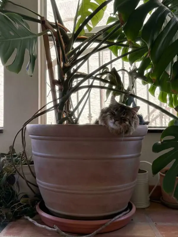 A long-haired tabby cat achieves peak relaxation by wedging its fluffy face against the rim of a massive terracotta plant pot, claiming the soil as its own bed in this funny cat picture.