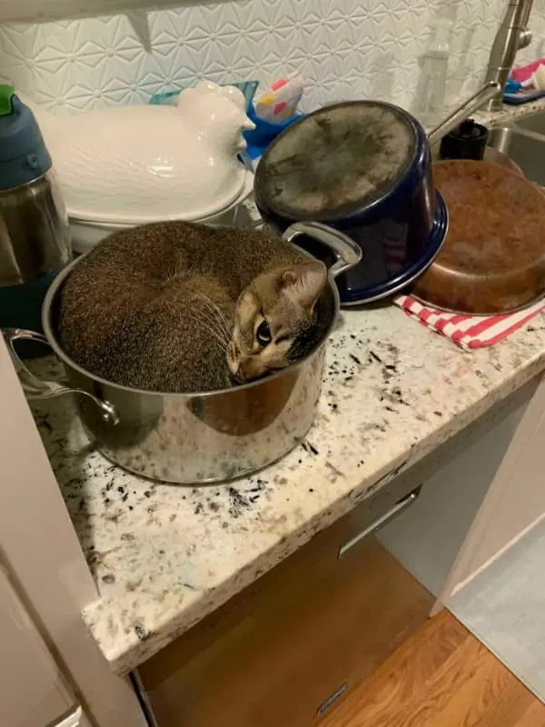 A tabby cat demonstrates the classic if I fits I sits maneuver by curling into a perfect liquid-like circle inside a deep stainless steel cooking pot on a messy kitchen counter.