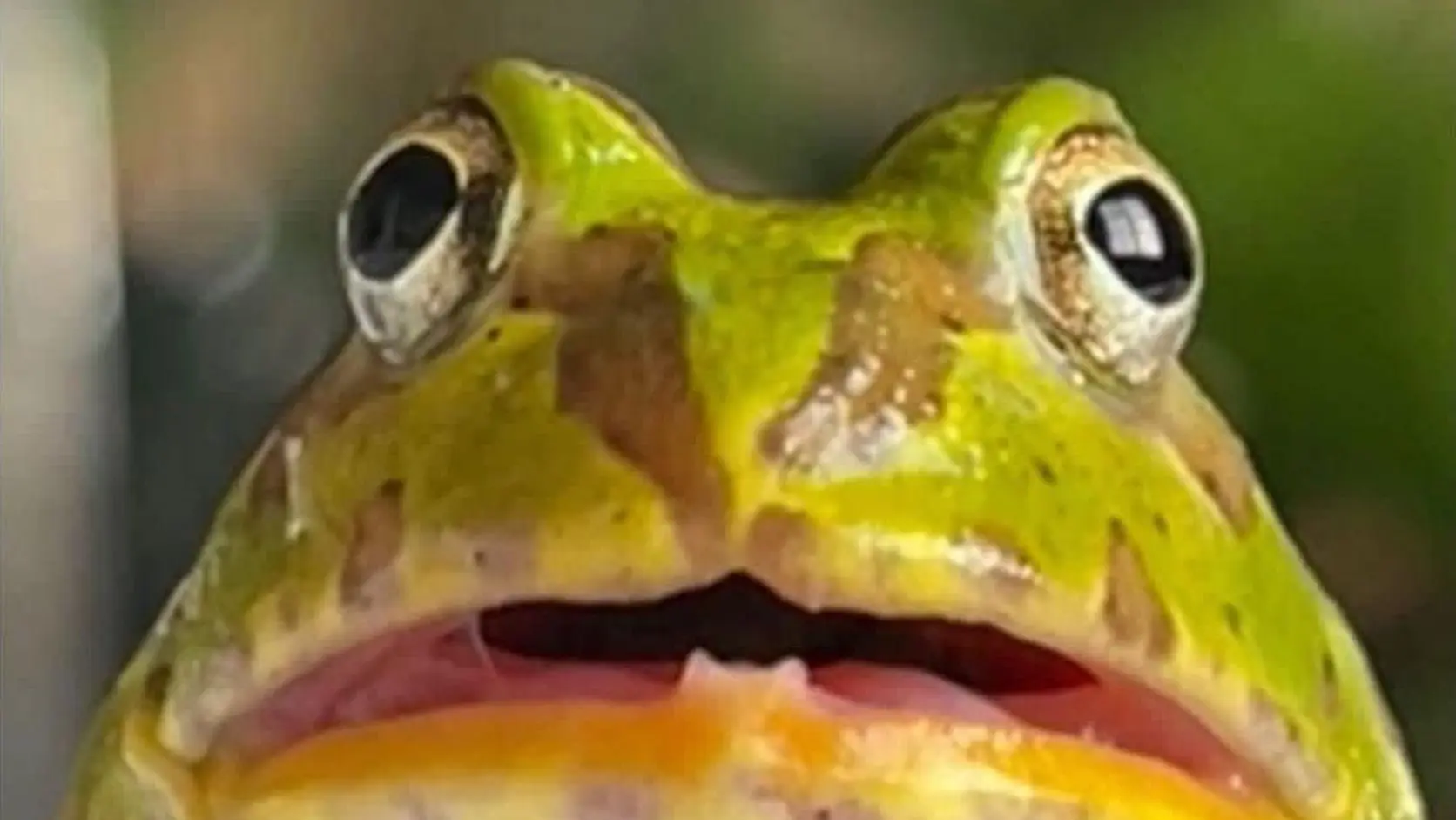 Close-up of a wide-eyed green frog staring into space, one of the classic memes about zoning out during important conversations.