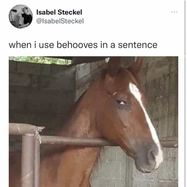 horse memes tumblr