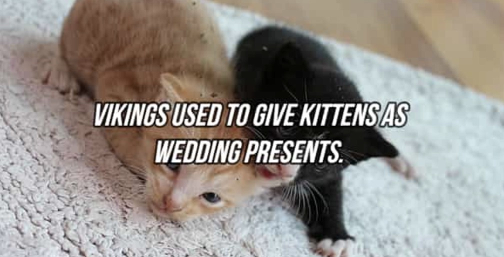 VIKINGS USED TO GIVE KITTENSAS WEDDING PRESENTS.
