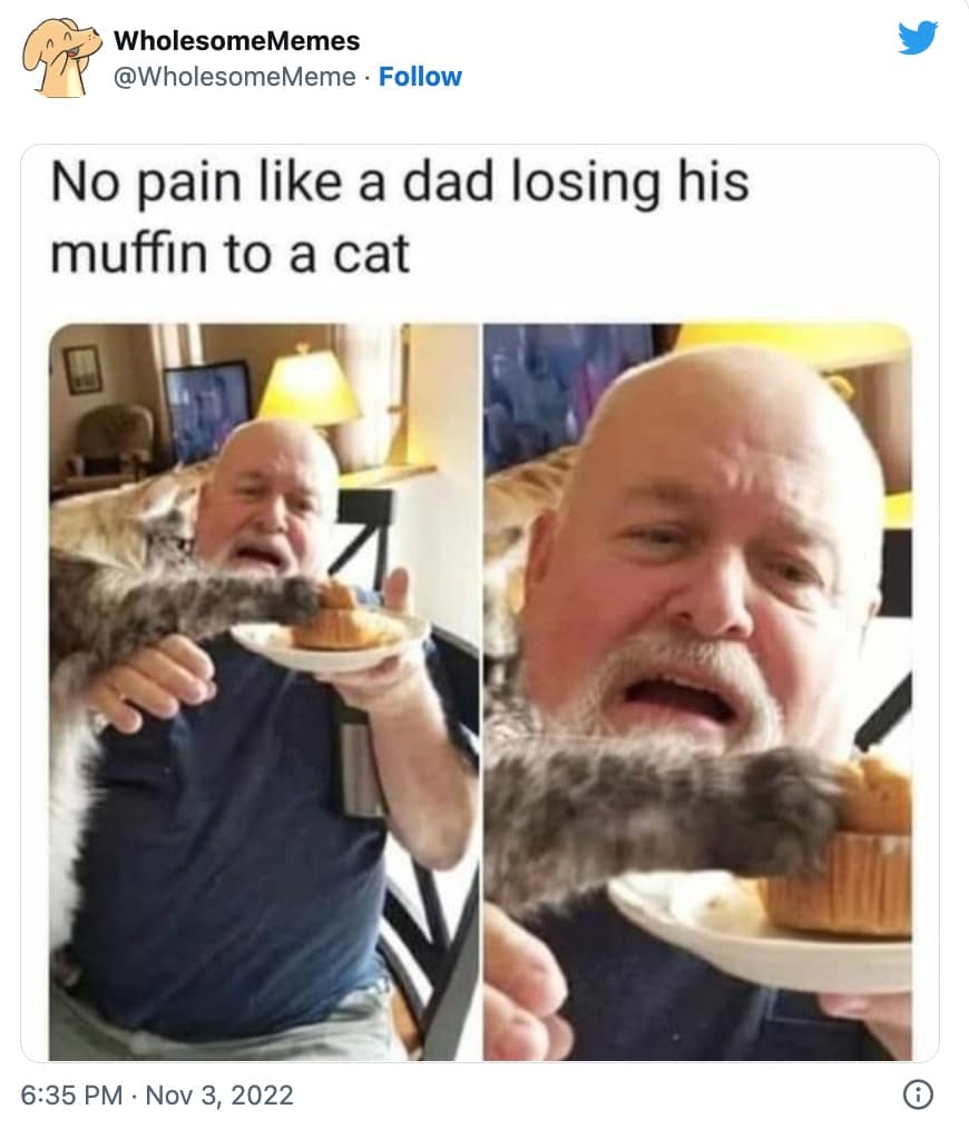 dog and cat memes-11-20221116 - Thunder Dungeon | The Funniest Memes ...