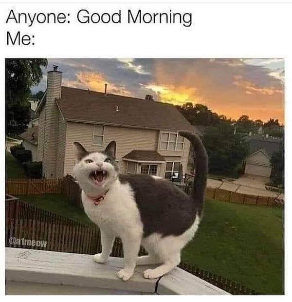 good morning funny animals