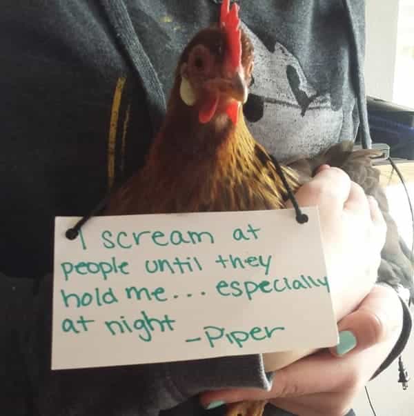 Thunder Dungeon - Funny Memes, Funny Gifs and Funny videos daily. Submit  your own. - Funny Chicken shaming-14-12-15-2022