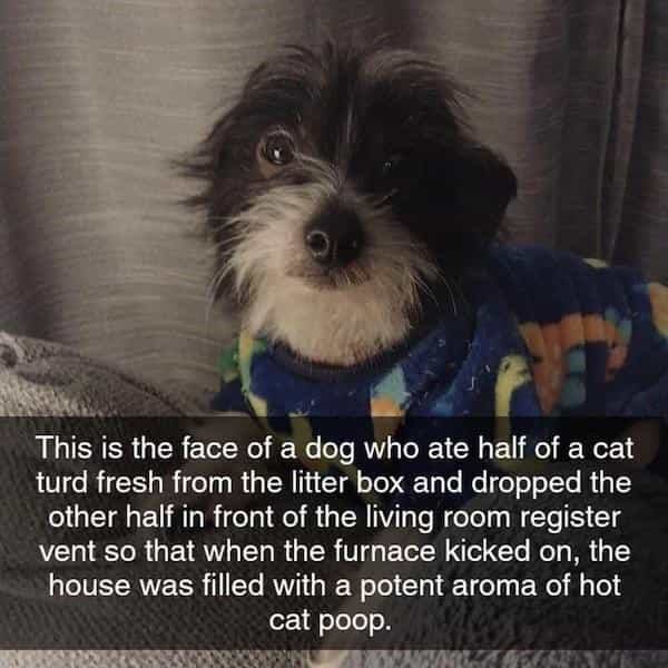 Thunder Dungeon - Funny Memes, Funny Pictures, Funny Gifs and Funny videos  daily. Submit your own. - dog shaming memes-8-7-11-2023