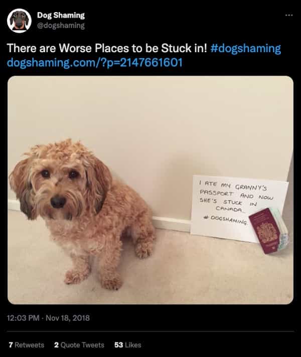 Thunder Dungeon - Funny Memes, Funny Gifs and Funny videos daily. Submit  your own. - Dog shaming funny-19-01-26-2023