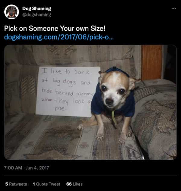 Thunder Dungeon - Funny Memes, Funny Gifs and Funny videos daily. Submit  your own. - Dog shaming funny-23-01-26-2023