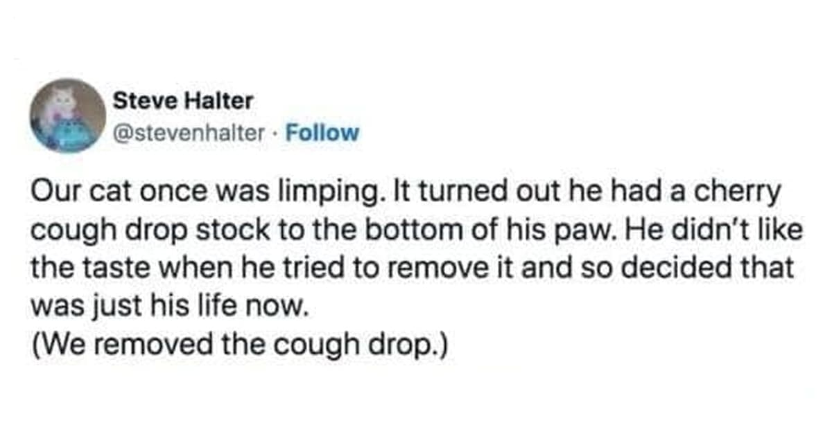 30 Of the most finicky cat memes for the cat owners and fans