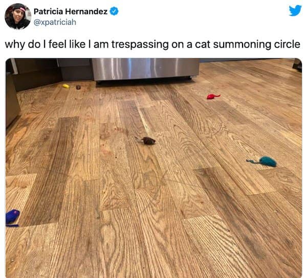 30 Of the most finicky cat memes for the cat owners and fans