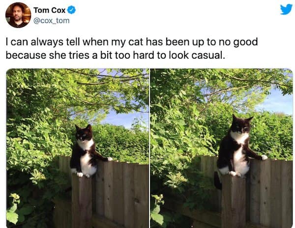 30 Of the most finicky cat memes for the cat owners and fans