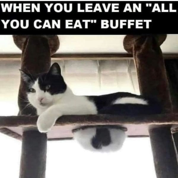 30 Of the most finicky cat memes for the cat owners and fans