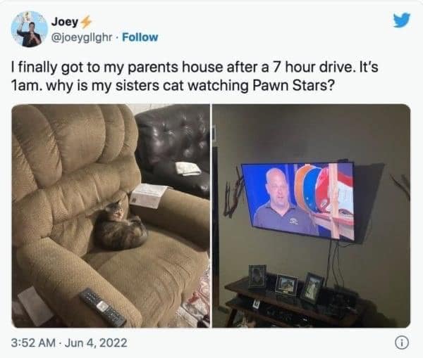 30 Of the most finicky cat memes for the cat owners and fans