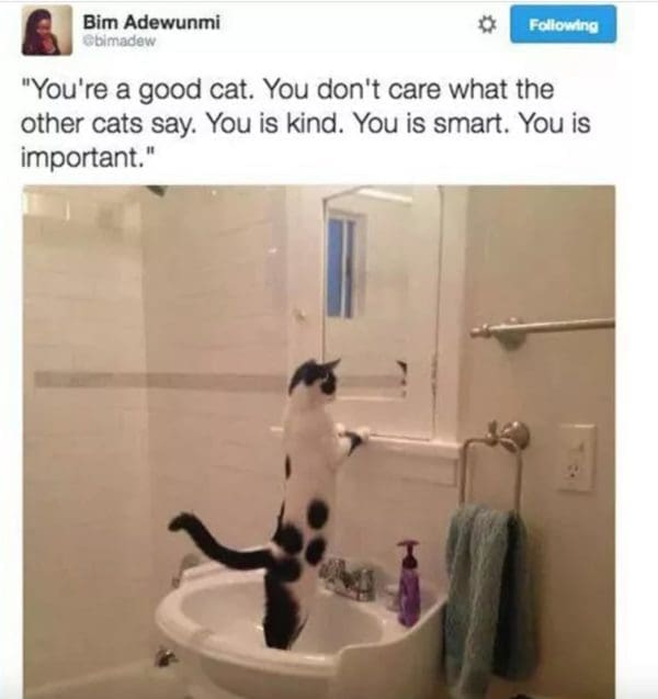 30 Of the most finicky cat memes for the cat owners and fans