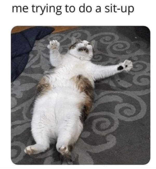 30 Of the most finicky cat memes for the cat owners and fans