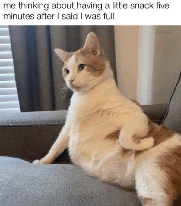 30 Of the most finicky cat memes for the cat owners and fans