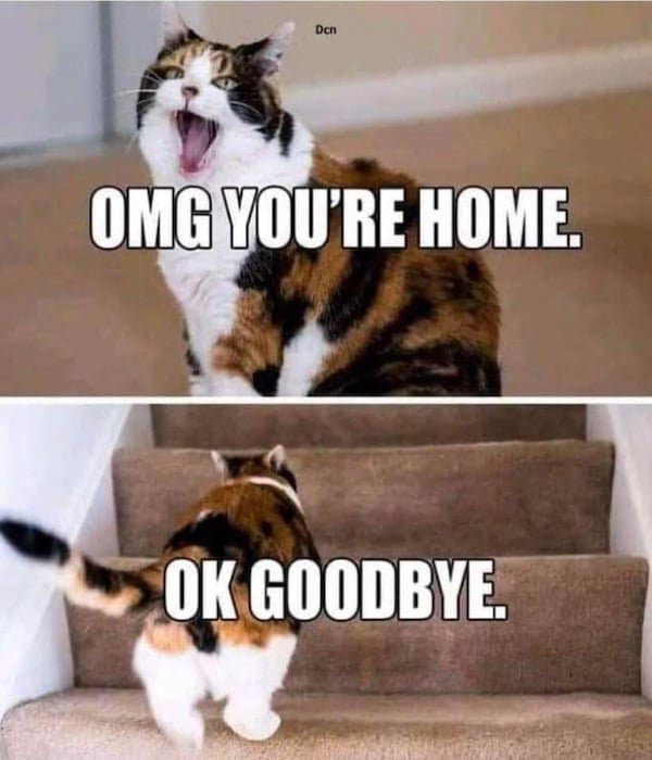 30 Of the most finicky cat memes for the cat owners and fans