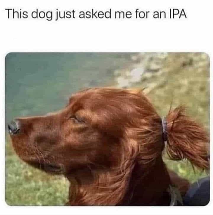This dog just asked me for an IPA