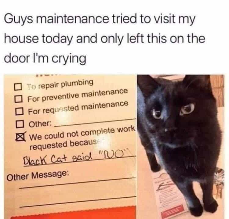 Guys maintenance tried to visit my house today and only left this on the door I'm crying black cat