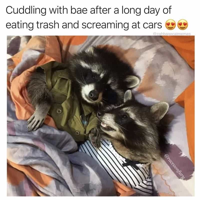 Cuddling with bae after a long day of eating trash and screaming at cars two raccoons