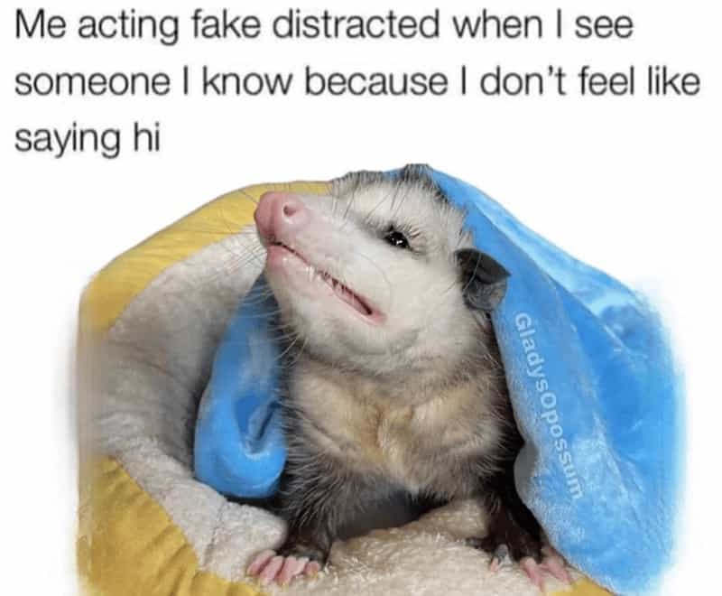Me acting fake distracted when I see someone I know because I don't feel like saying hi possum