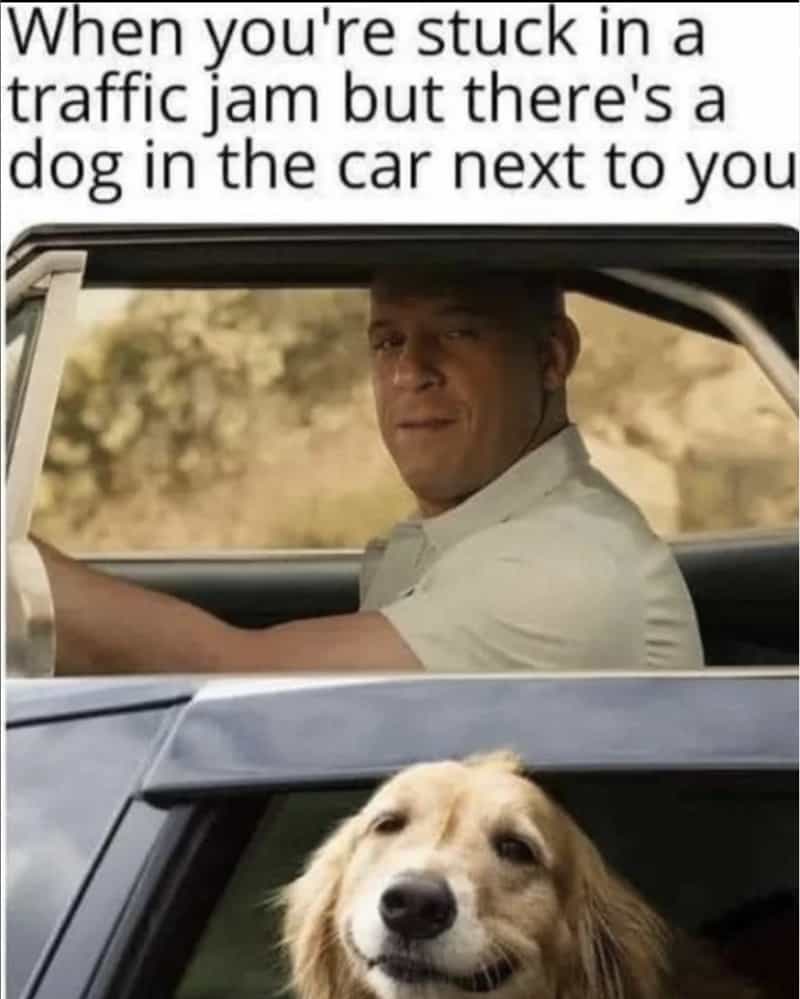 When you're stuck in a traffic jam but there's a dog in the car next to you Vin Diesel
