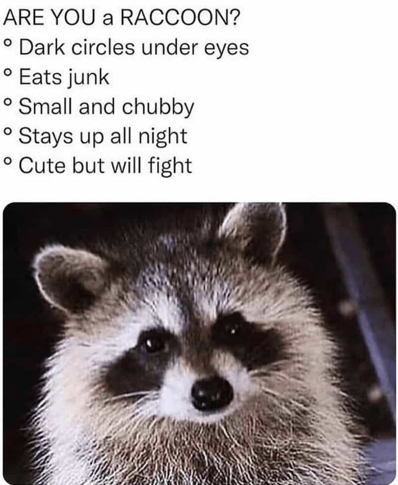 ARE YOU a RACCOON? • Dark circles under eyes • Eats junk • Small and chubby • Stays up all night • Cute but will fight