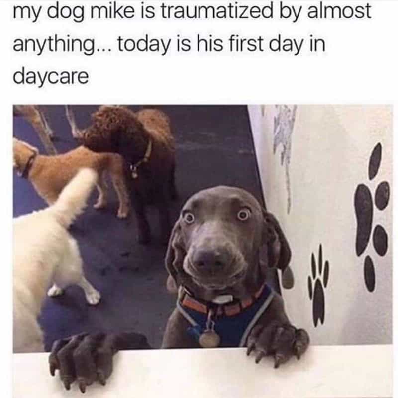 my dog mike is traumatized by almost anything... today is his first day in daycare