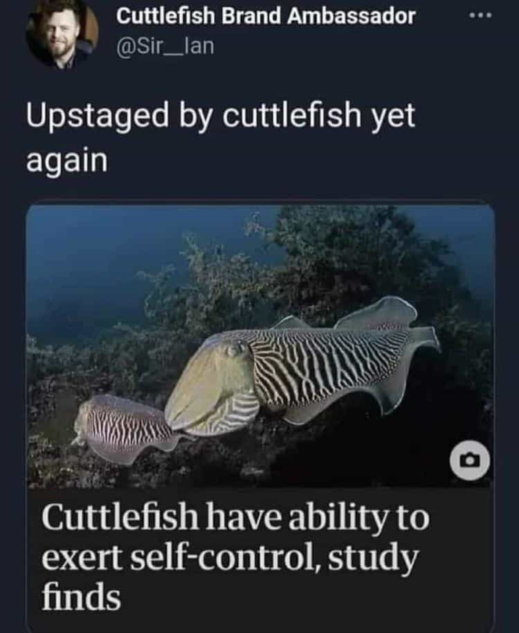 Upstaged by cuttlefish yet again Cuttlefish have ability to exert self-control, study finds