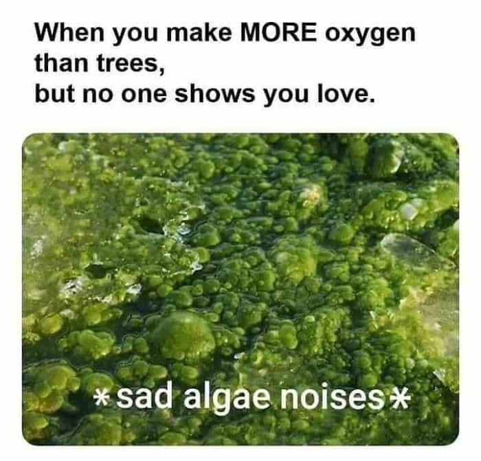 When you make MORE oxygen than trees, but no one shows you love. * sad algae noises *