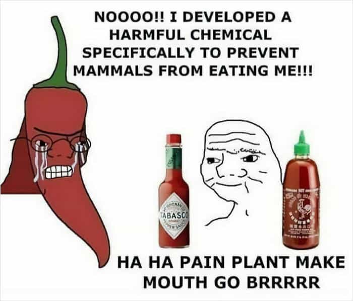 NOOOO!! I DEVELOPED A HARMFUL CHEMICAL SPECIFICALLY TO PREVENT MAMMALS FROM EATING ME!!! TABASCI HA HA PAIN PLANT MAKE MOUTH GO BRRRRR