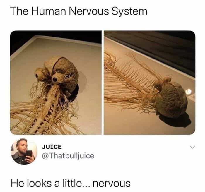 The Human Nervous System