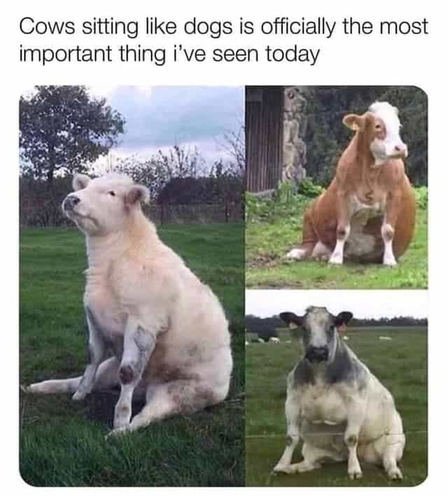 Cows sitting like dogs is officially the most important thing i've seen today