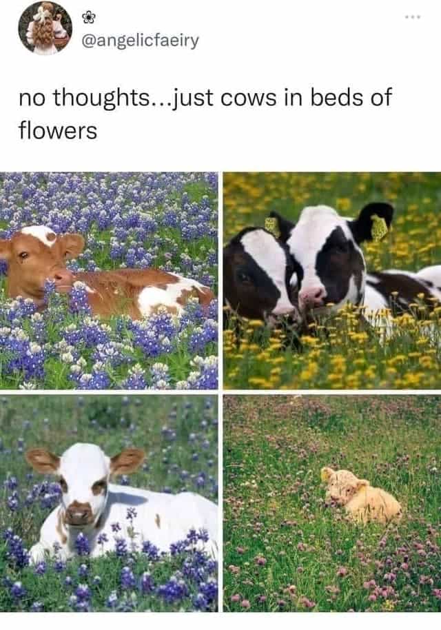 no thoughts...just cows in beds of flowers