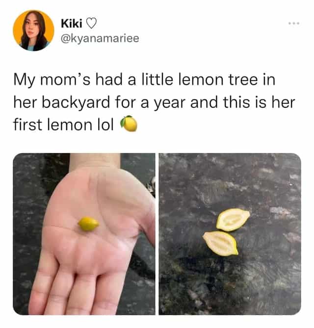 My mom's had a little lemon tree in her backyard for a year and this is her first lemon lol